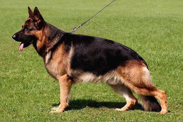 Read more about the article Is Your German Shepherd Show-Ready? Unveiling the Winning Measuring Tape Technique!