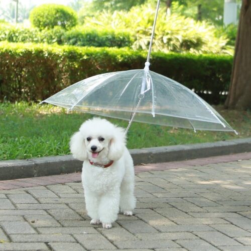 umbrella with leash for dogs