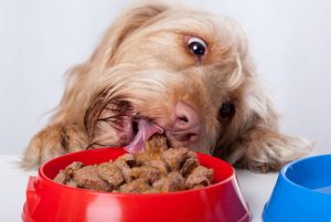 Can Dogs Taste? - #1 Rated Dog Food & Muscle Supplements