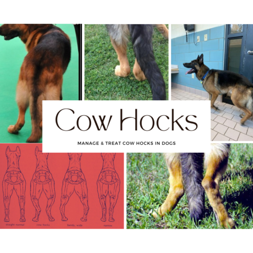 Cow Hocks in Dogs : From Slow Wobbly Walks to Fast Champion Runs: Decoding the Mystery