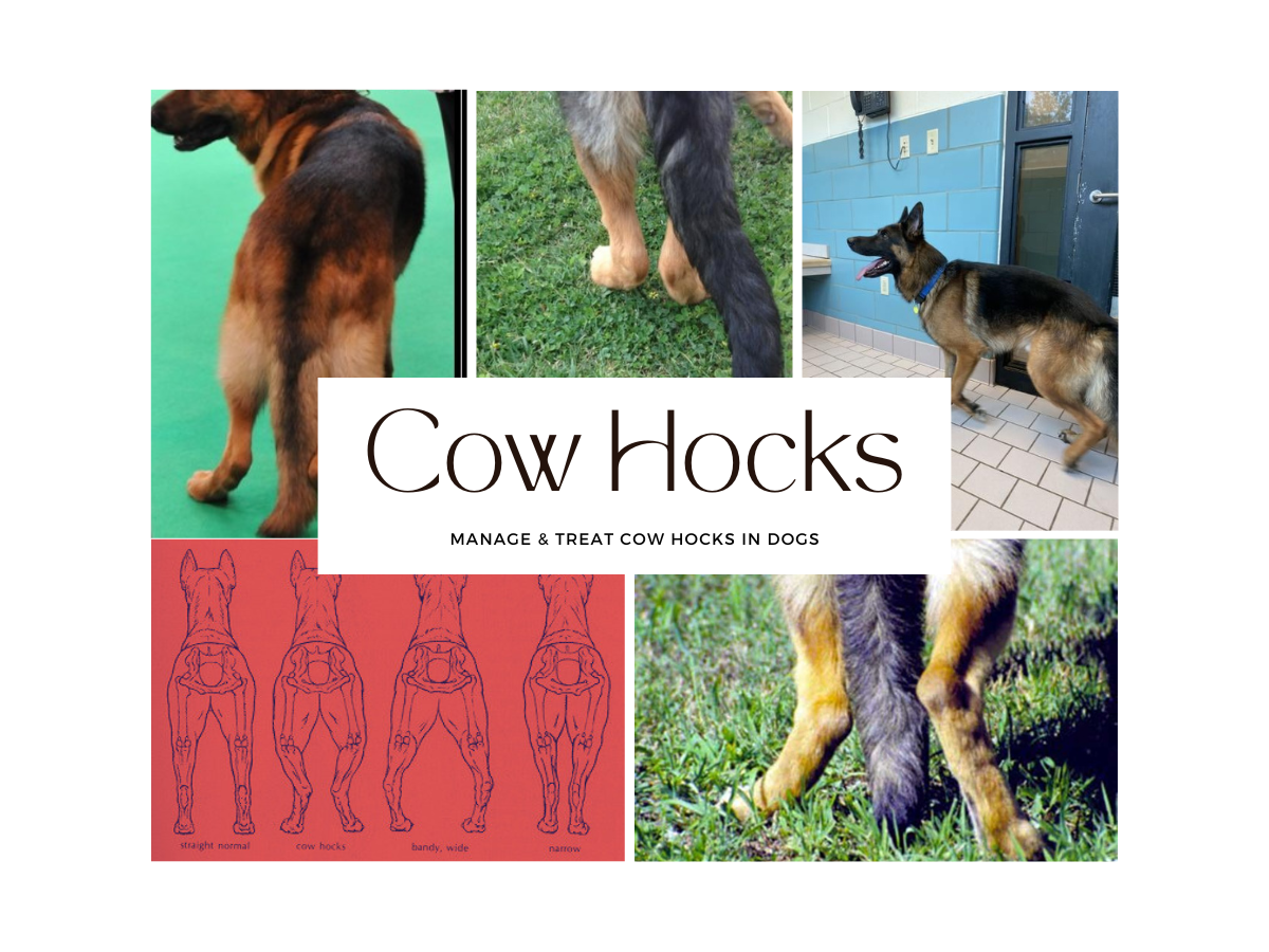 Read more about the article Cow Hocks in Dogs : From Slow Wobbly Walks to Fast Champion Runs: Decoding the Mystery