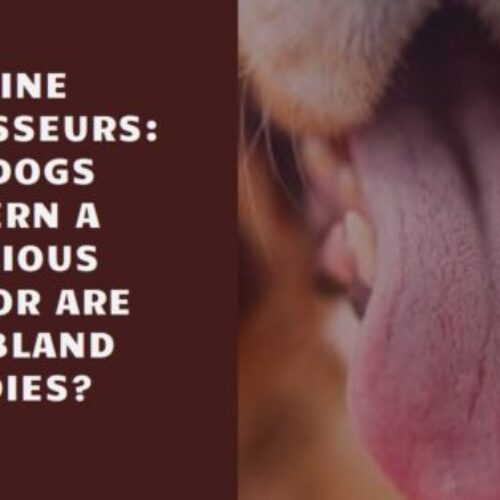 Can Dogs Taste?: Delicious Munchers, or are They Bland Buddies?
