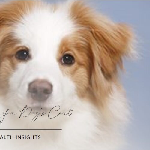 Hair Pigmentation in Dogs : Don’t Judge a Dog by Its Coat, Unveiling the Colorful Secrets of Hair Pigmentation