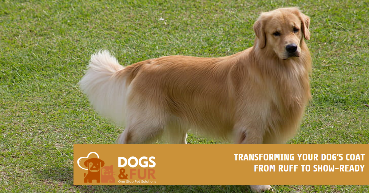 Read more about the article Shiny Coat for Dogs: Transforming Your Dog’s Coat from Ruff to Show-Ready