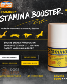 STAMINO – Dog Energy & Performance Booster