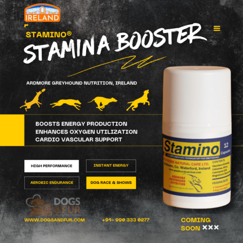 STAMINO FOR DOGS