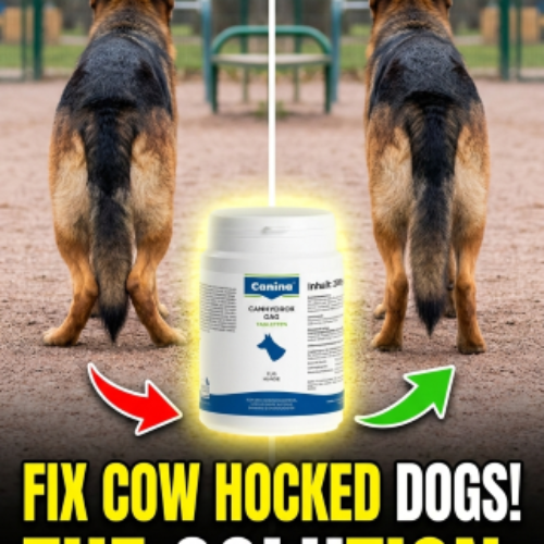 7 Incredible Ways to Fix Cow Hocked Dogs at Home