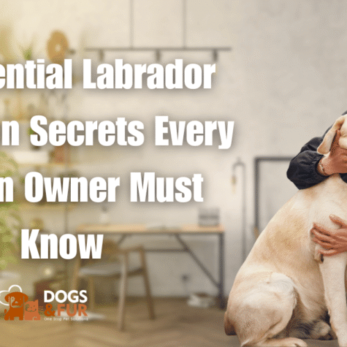 9 Essential Labrador Nutrition Secrets Every Indian Owner Must Know