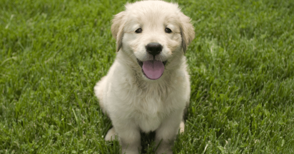 Labrador nutrition guide for India