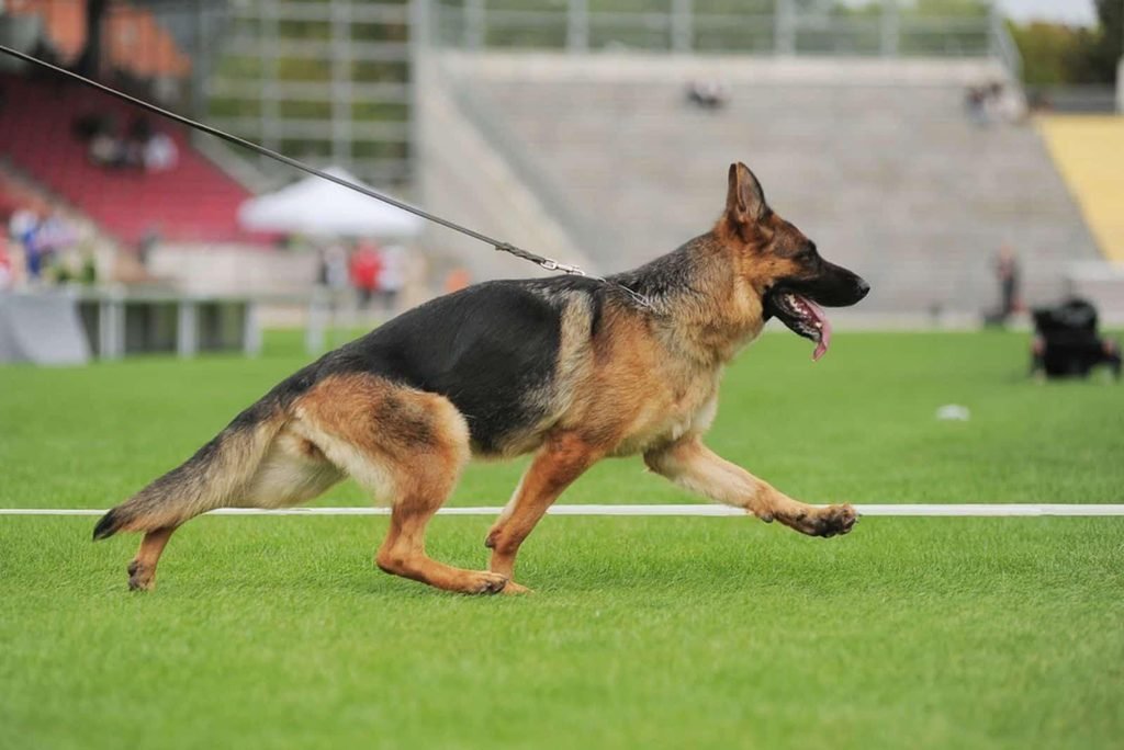 German Shepherd showing balanced structure and ground-covering trot